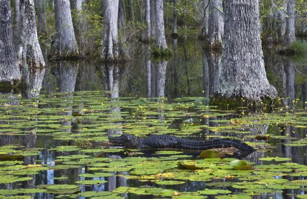 SC Alligator rests on log in swamp